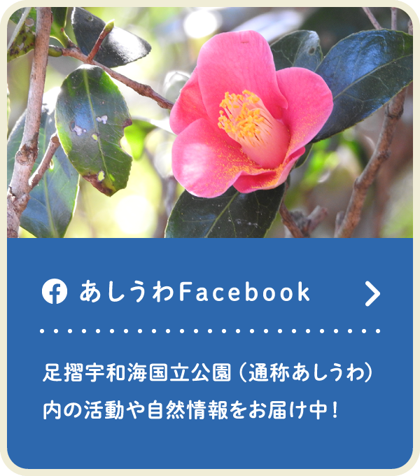 あしうわFacebook。足摺宇和海国立公園（通称あしうわ）内の活動や自然情報をお届け中！（SP）