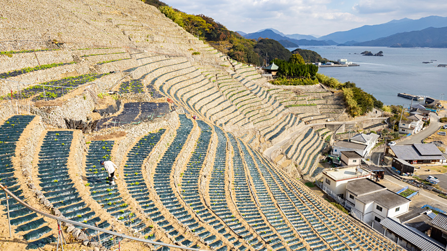 【写真】遊子水荷浦の段畑景観