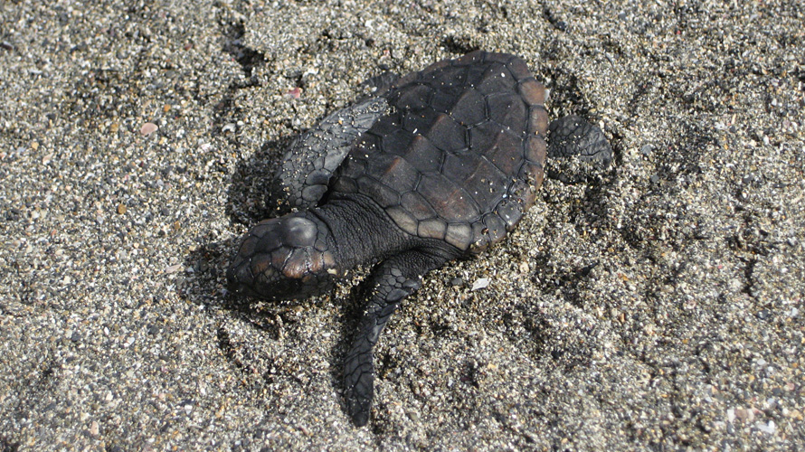 【写真】アカウミガメ