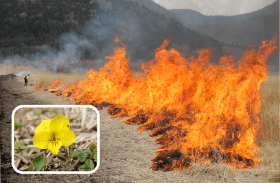 春の野焼きとキスミレの写真