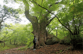 原生林の巨木の写真
