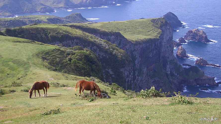 【写真】隠岐の牛馬たち（摩天崖）