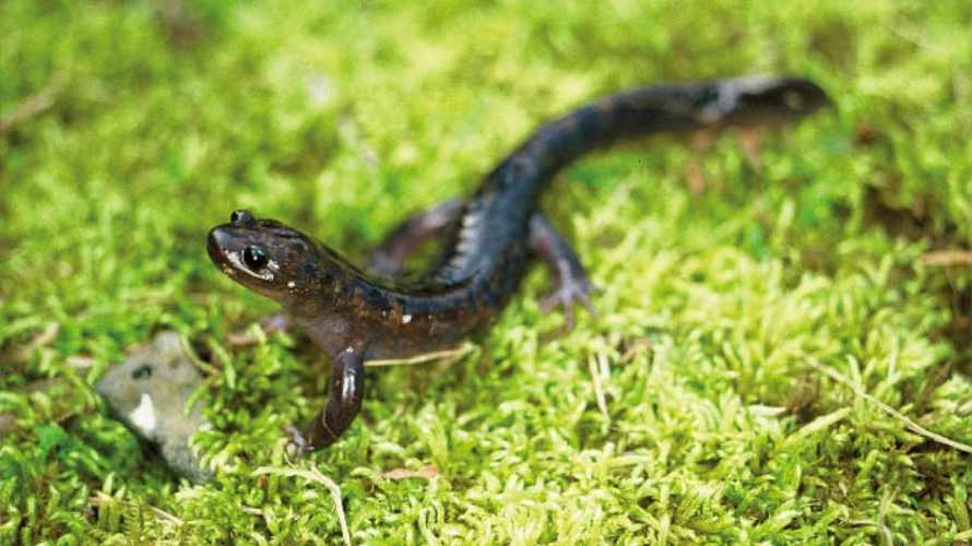 【写真】オキサンショウウオ