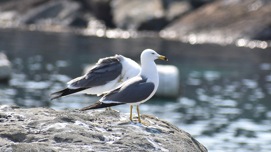 【写真】ウミネコ（経島）