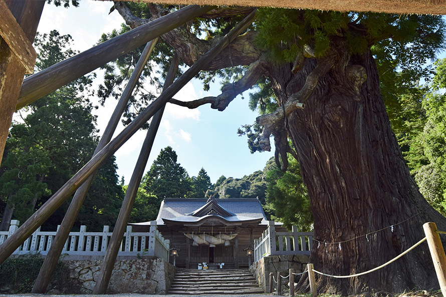【写真】玉若酢神社（八百杉）