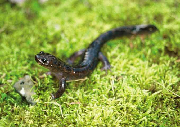 【サムネイル】オキサンショウウオ