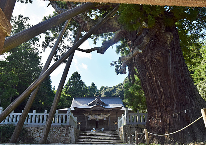 【サムネイル】玉若酢神社（八百杉）