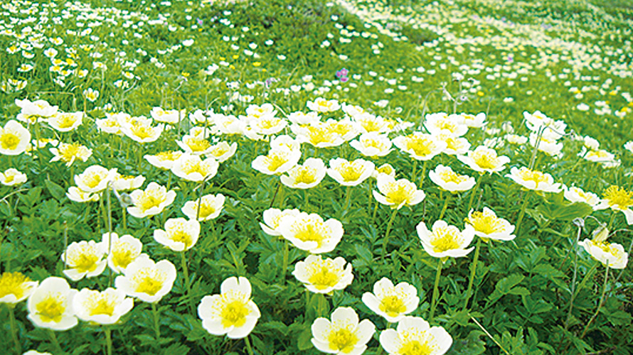 【写真】チングルマ花畑