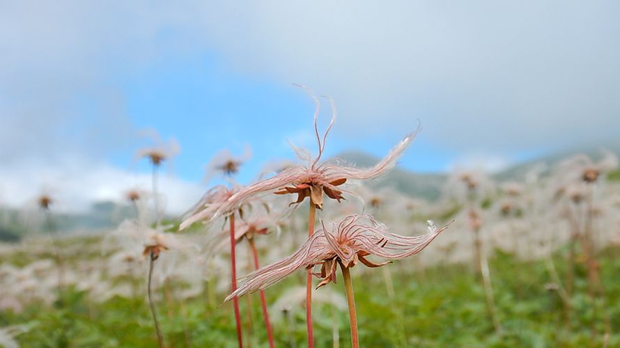 【写真】チングルマの綿毛