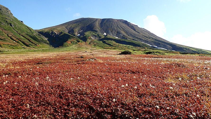 【写真】大雪山の紅葉　チングルマ