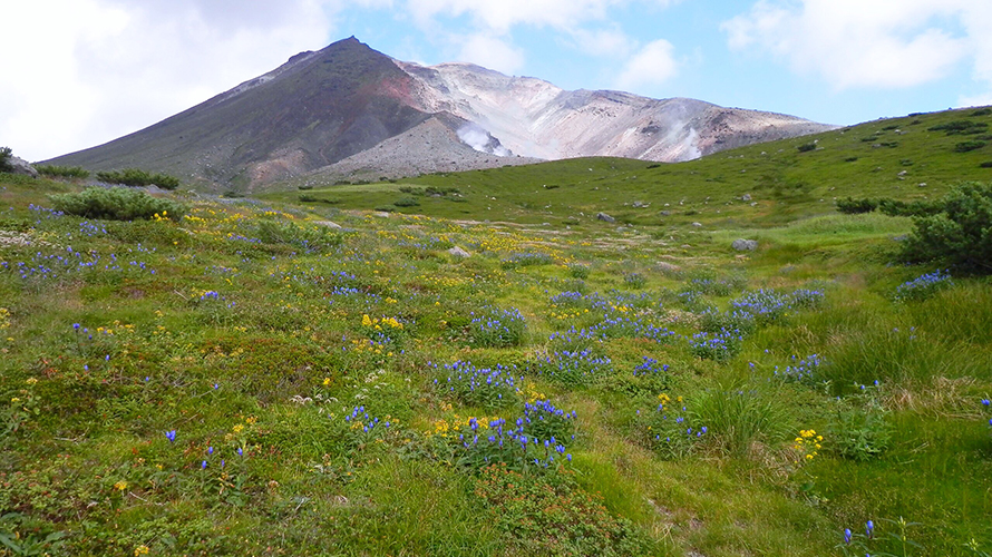 【写真】大雪山の高山植物群落