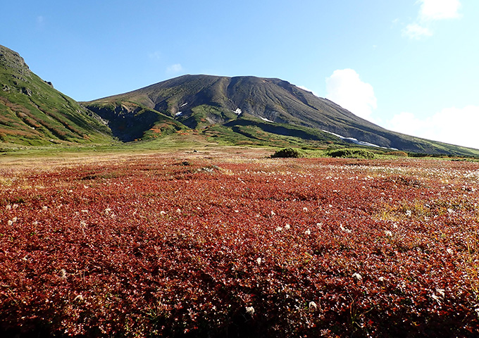 【サムネイル】大雪山の紅葉　チングルマ