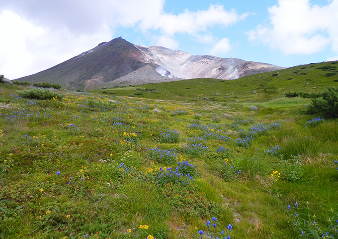 【サムネイル】大雪山の高山植物群落