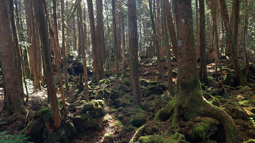 【写真】青木ヶ原樹海