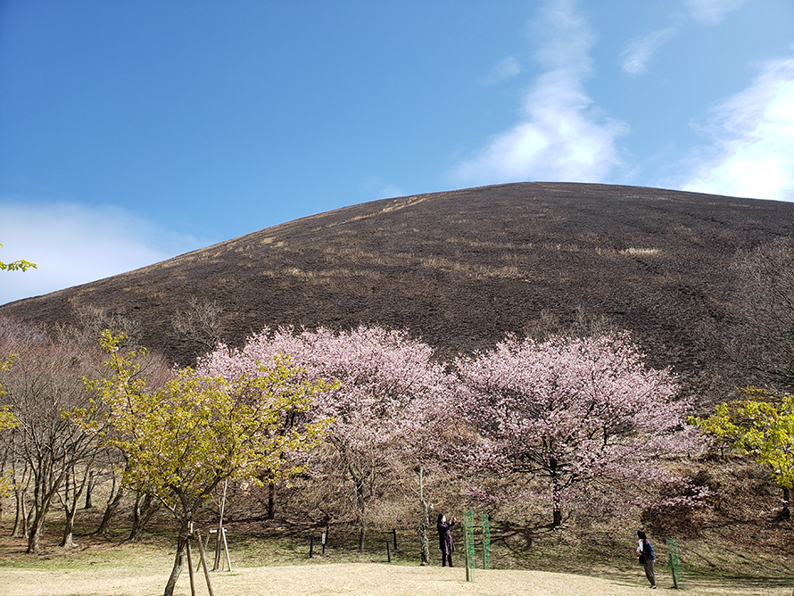 【写真】大室山の山焼き