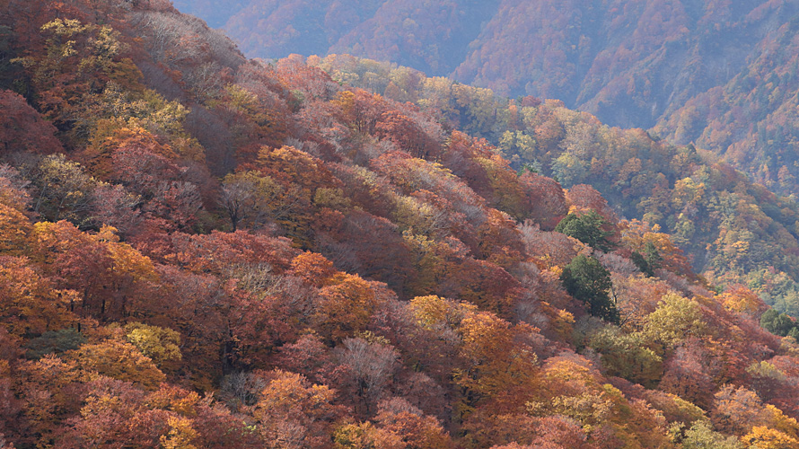 【写真】白山白川郷ホワイトロード（旧白山スーパー林道）