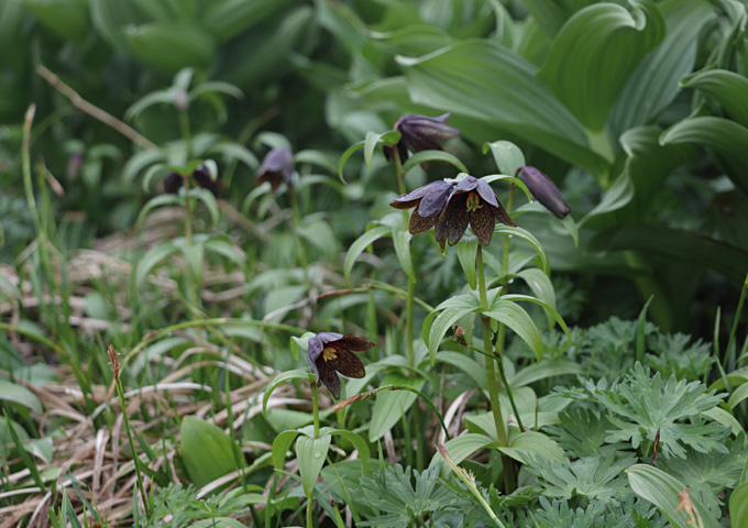 【サムネイル】高山植物・お花畑