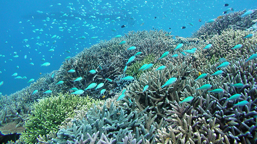 【写真】石西礁湖（サンゴ礁）