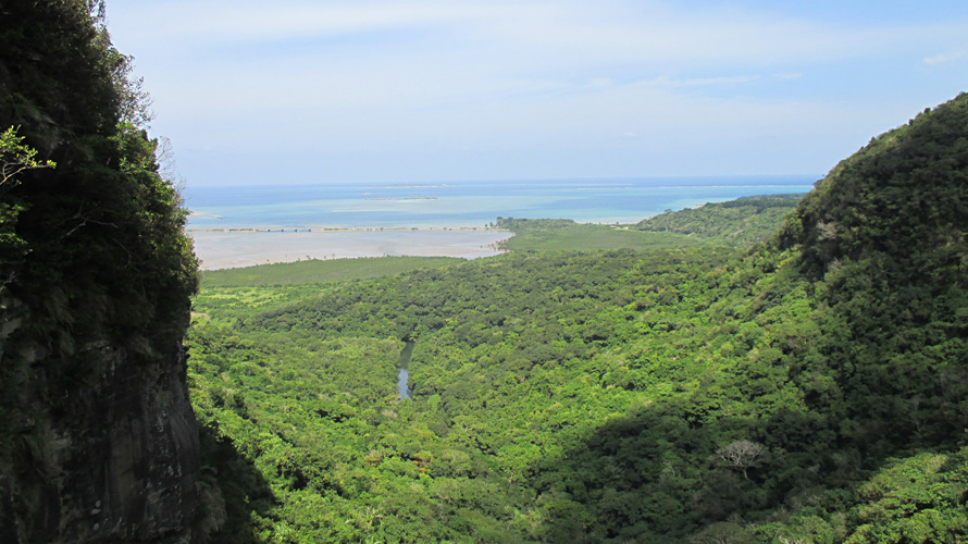 【写真】亜熱帯照葉樹林（西表島）