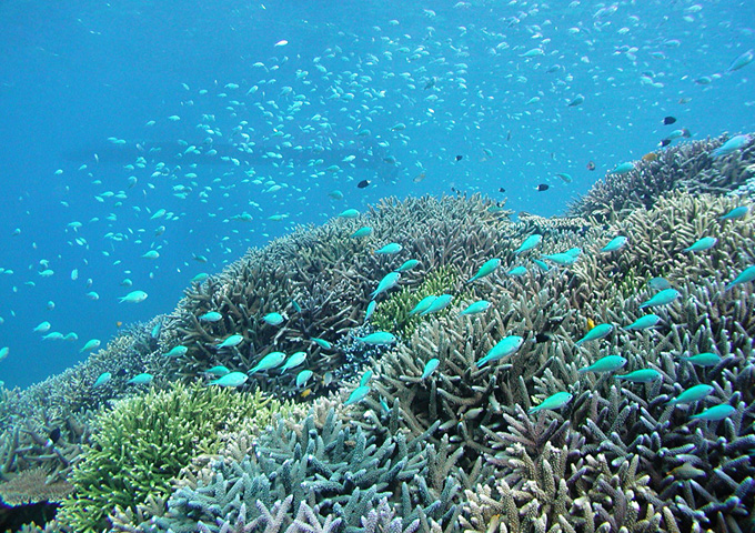 【サムネイル】石西礁湖（サンゴ礁）