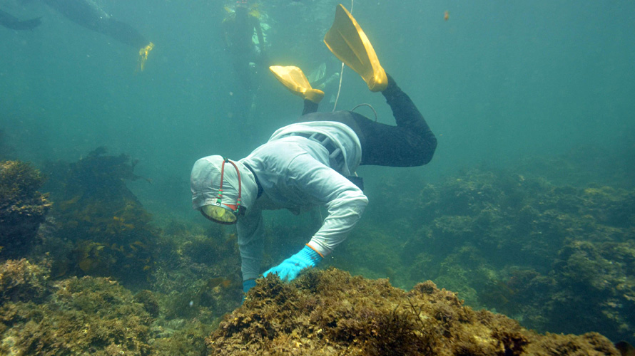 【写真】海女文化