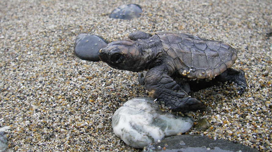 【写真】アカウミガメ