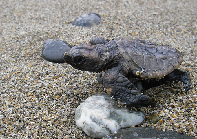 【サムネイル】アカウミガメ