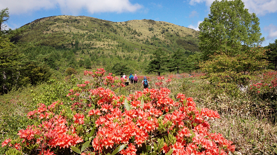 【写真】レンゲツツジ（湯ノ丸高原）