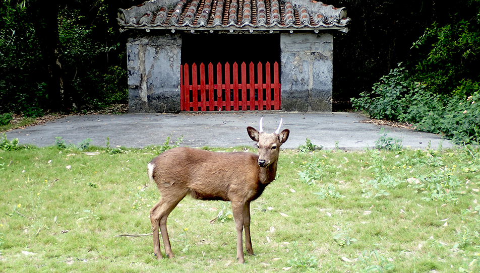国立公園制度100周年記念 慶良間諸島国立公園 商品詳細 (国立公園制度100周年記念千円銀貨幣「慶良間諸島