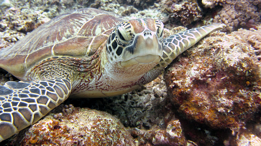 【写真】アオウミガメ