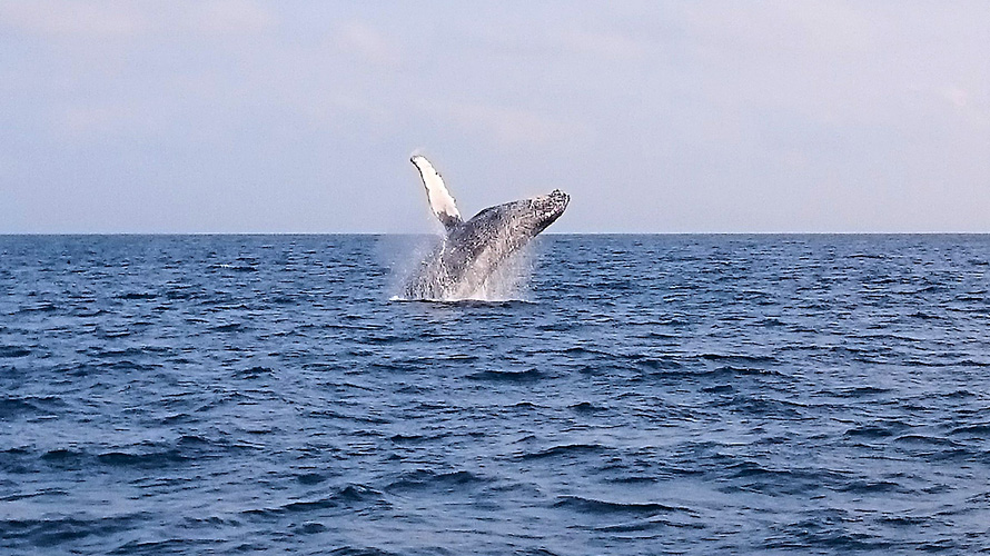 【写真】ザトウクジラ