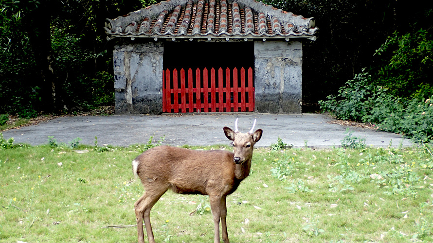 【写真】ケラマジカ