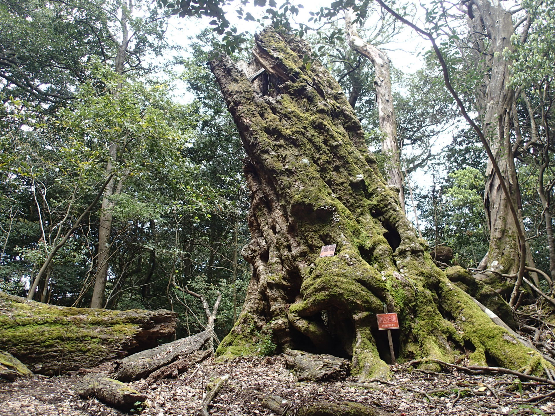 天然原生林の巨木の写真