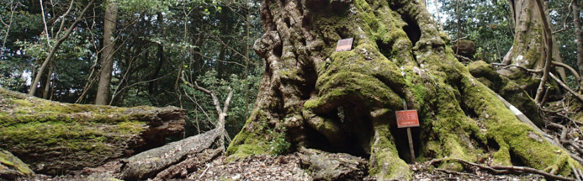 【写真】アバンダントしらとり郷土の森散策コース
