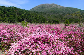 花咲けるときは満山錦のごとしの写真