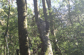 「森の巨人たち百選」のイチイガシの写真