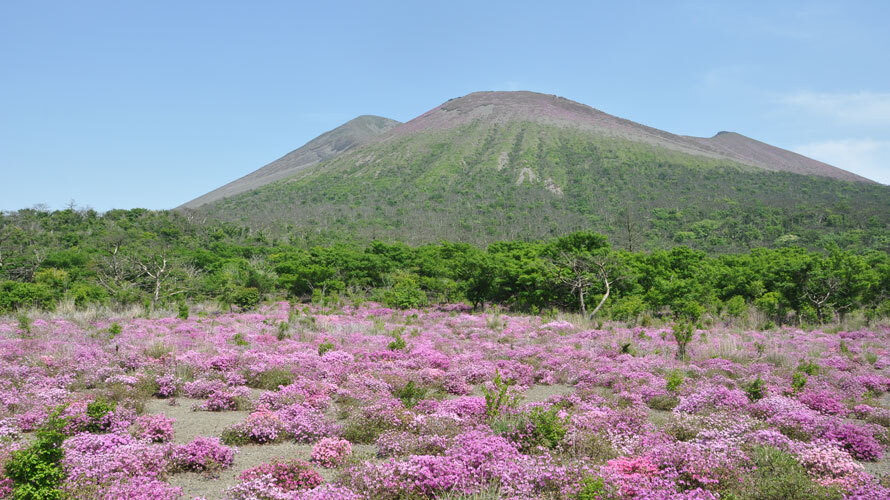 【写真】ミヤマキリシマ