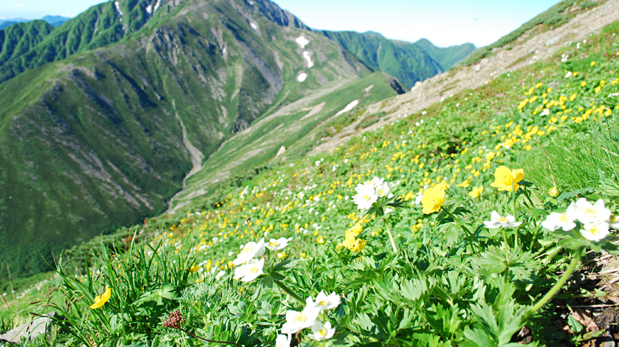 【写真】荒川前岳のお花畑