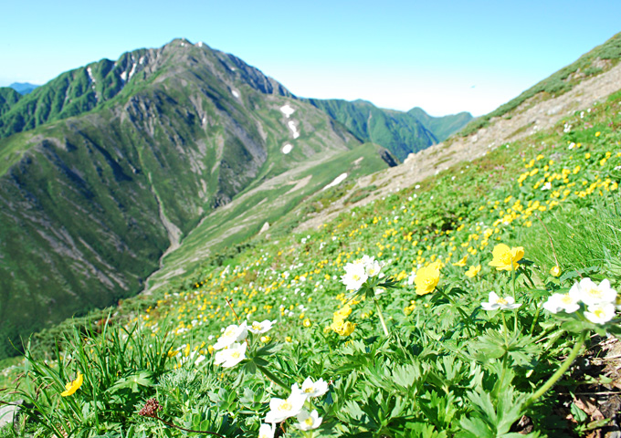 【サムネイル】荒川前岳のお花畑