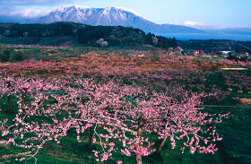 丹霞郷・果樹園ごしの一目五山の写真