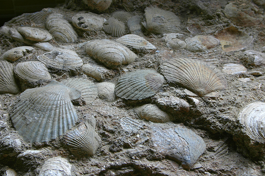 【写真】戸隠地質化石博物館