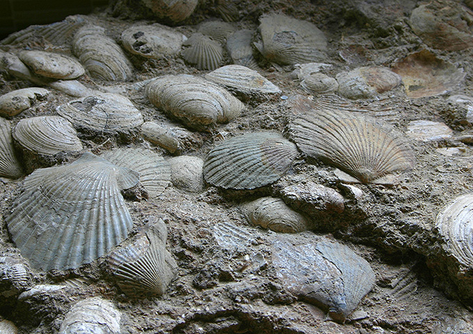 【サムネイル】戸隠地質化石博物館