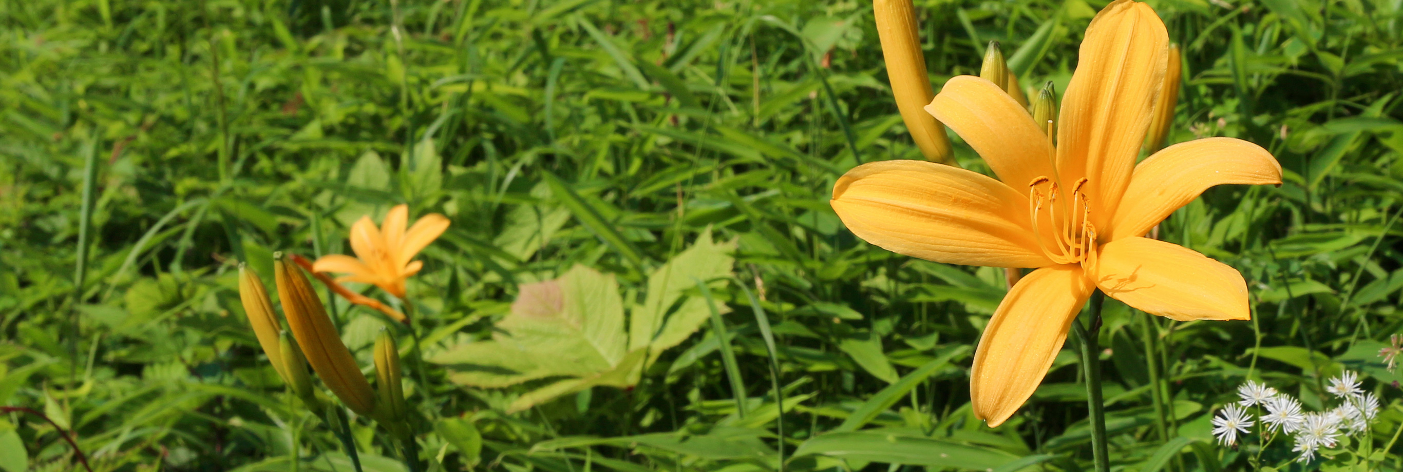 日光国立公園（PC表示）