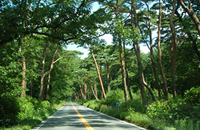 那須街道の両側に広がる自然林の写真