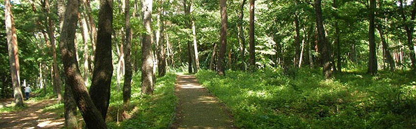 【写真】一万歩の森　森林浴コース