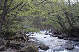 森を流れる渓流の写真