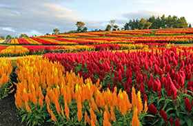 高原に咲く四季折々の花の写真