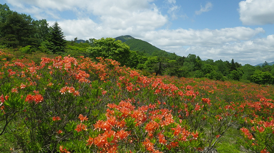 【写真】レンゲツツジ（八方ヶ原）