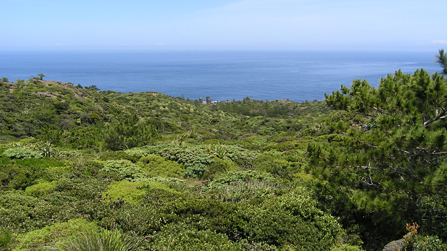 【写真】乾性低木林（兄島）