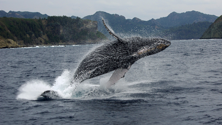 【写真】ザトウクジラ